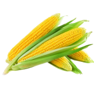 corn