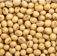 soyabean